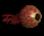 Giant Wasp Eye